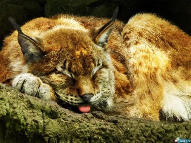 Кавказская лесная кошка.