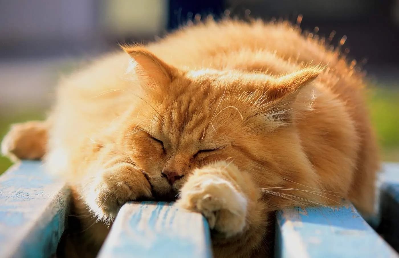 Кот