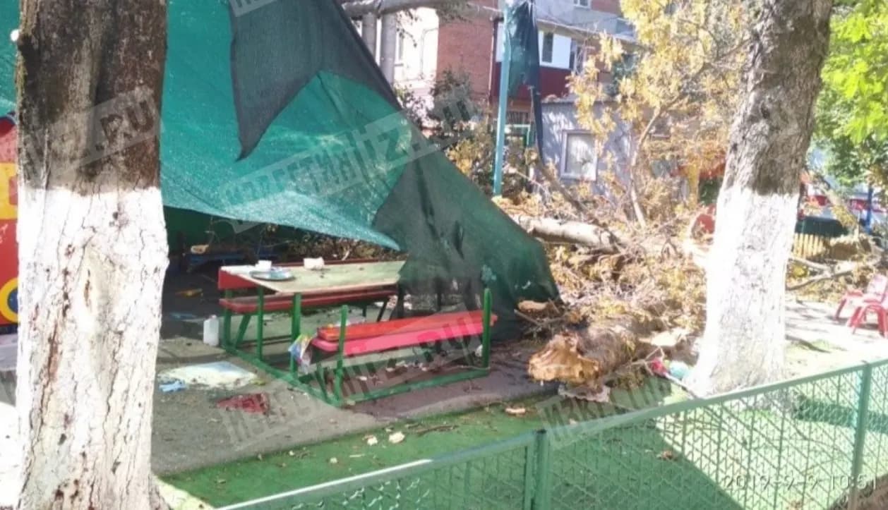 Рухнуло дерево в детсаду
