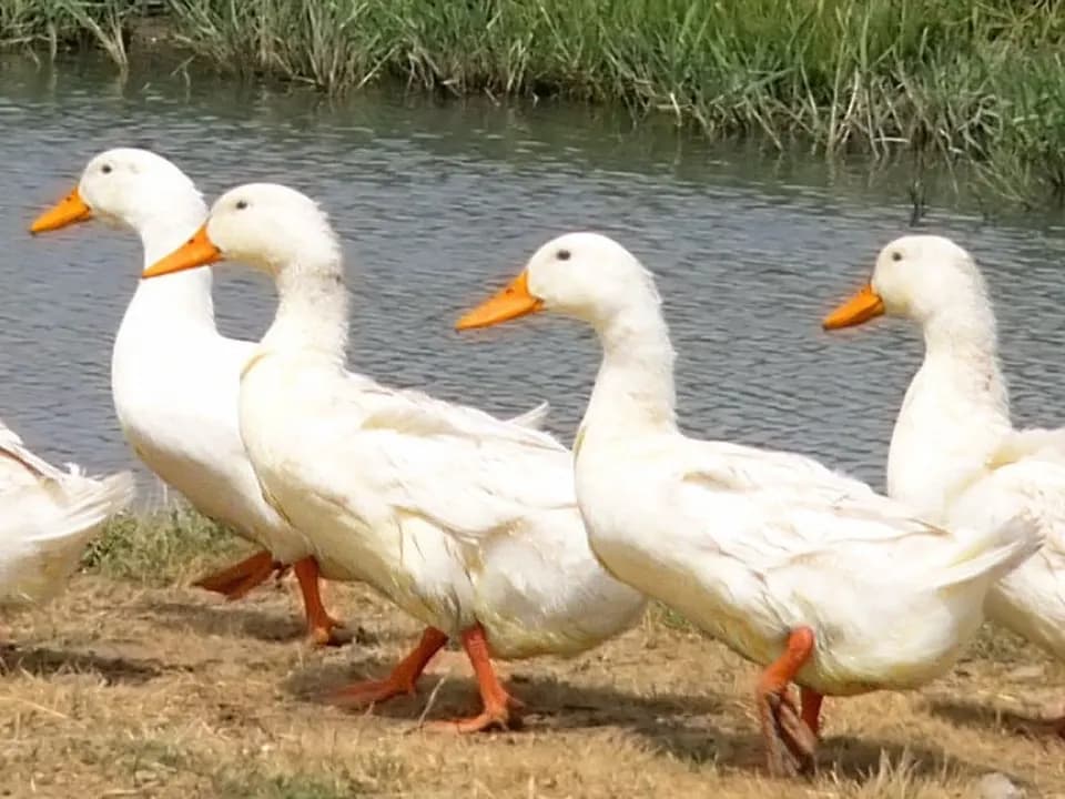 Утки