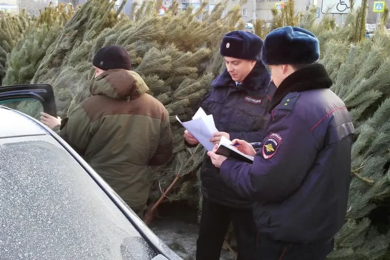Охрана хвойных деревьев