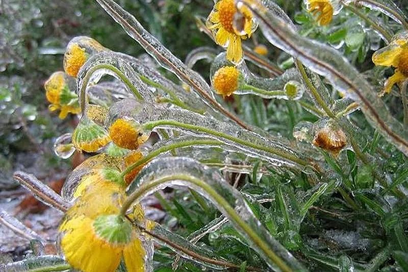 Заморозки весной